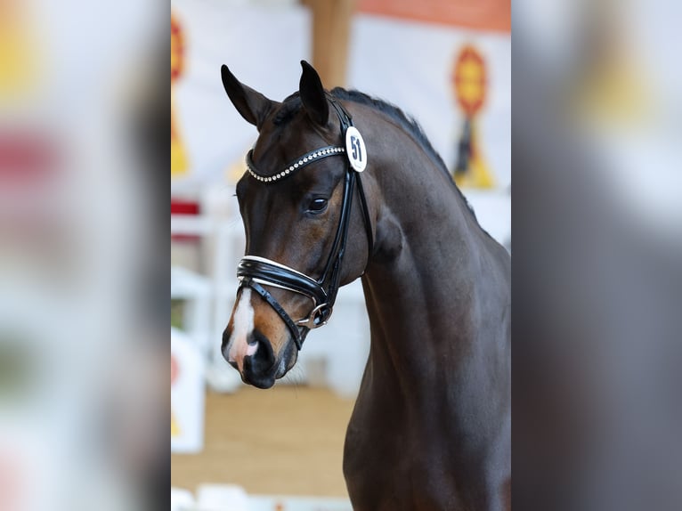 Caballo de deporte alemán Semental Castaño oscuro in Lemwerder