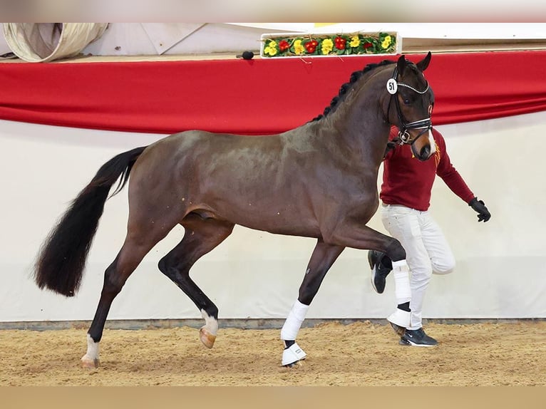 Caballo de deporte alemán Semental Castaño oscuro in Lemwerder