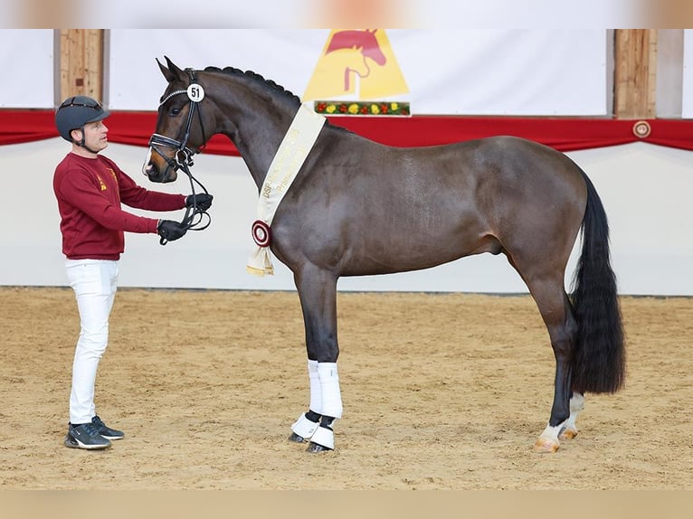 Caballo de deporte alemán Semental Castaño oscuro in Lemwerder