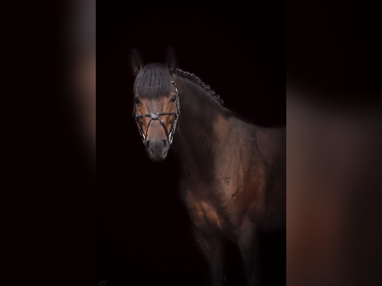 Caballo de deporte alemán Semental Castaño oscuro in Adelheidsdorf