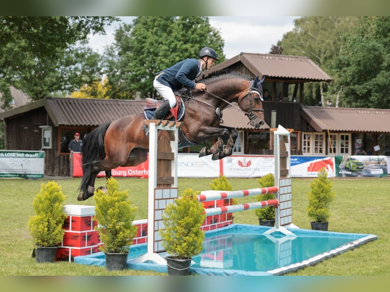 Caballo de deporte alemán Semental Castaño oscuro in Adelheidsdorf