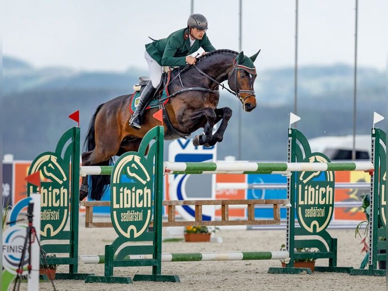 Caballo de deporte alemán Semental Castaño oscuro in Bernstadt auf dem Eigen