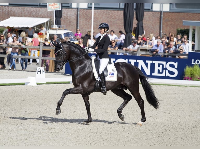 Caballo de deporte alemán Semental Negro in Löningen