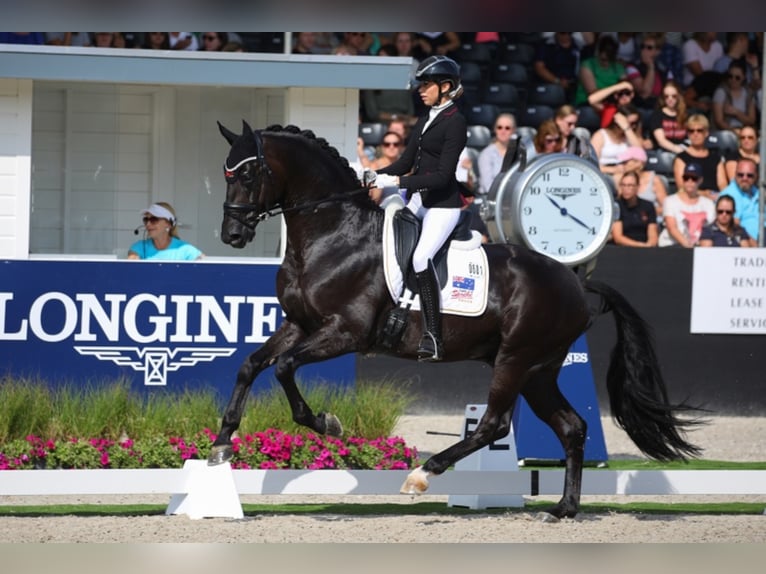 Caballo de deporte alemán Semental Negro in Löningen