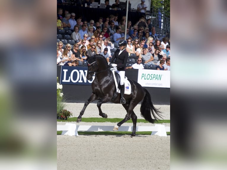 Caballo de deporte alemán Semental Negro in Löningen