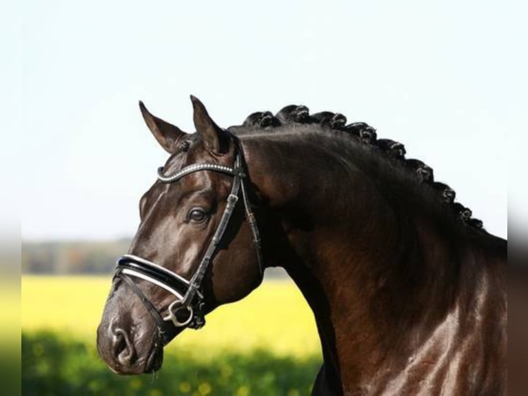 Caballo de deporte alemán Semental Negro in Löningen