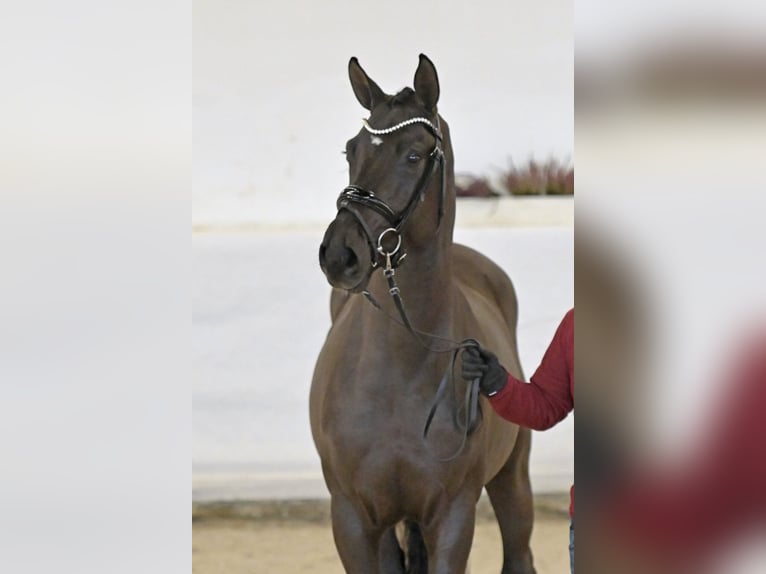 Caballo de deporte alemán Semental Negro in Pfarrkirchen