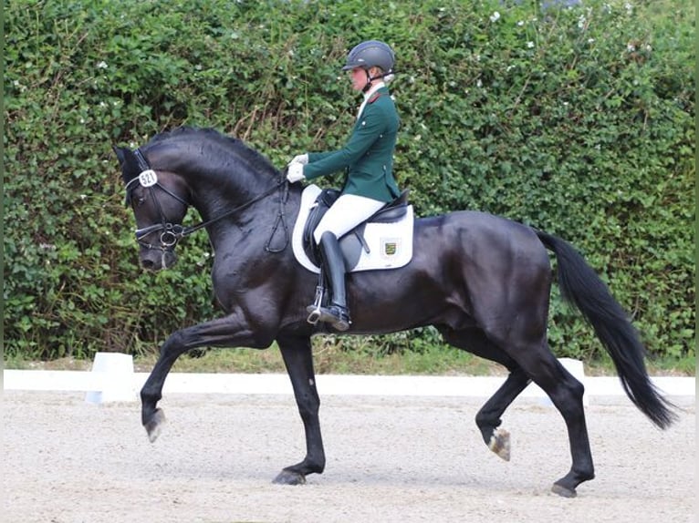 Caballo de deporte alemán Semental Negro in Mihla