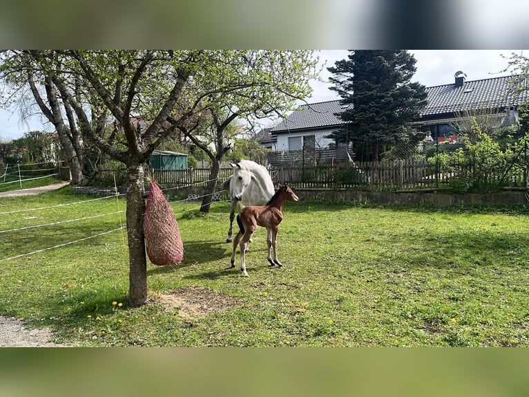 Caballo de deporte alemán Semental  110 cm Castaño in Erkenbrechtsweiler