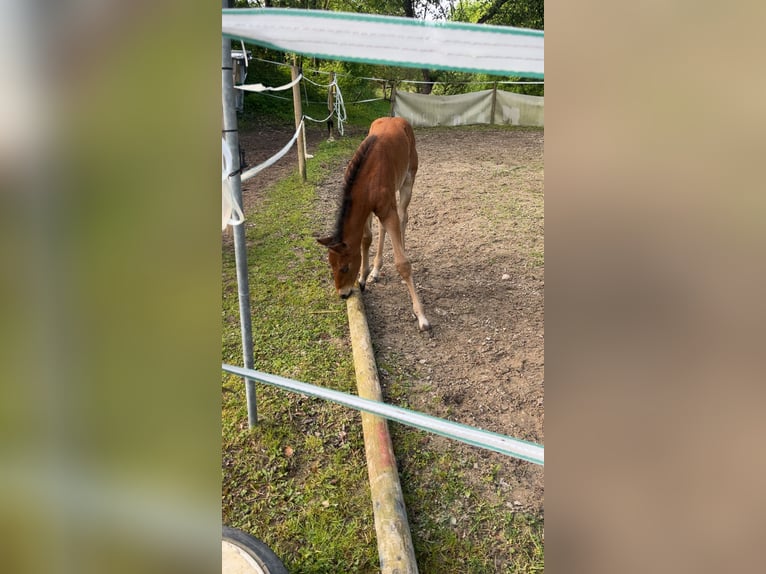 Caballo de deporte alemán Semental  110 cm Castaño in Erkenbrechtsweiler