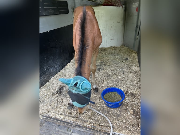 Caballo de deporte alemán Semental  125 cm Castaño in Erkenbrechtsweiler