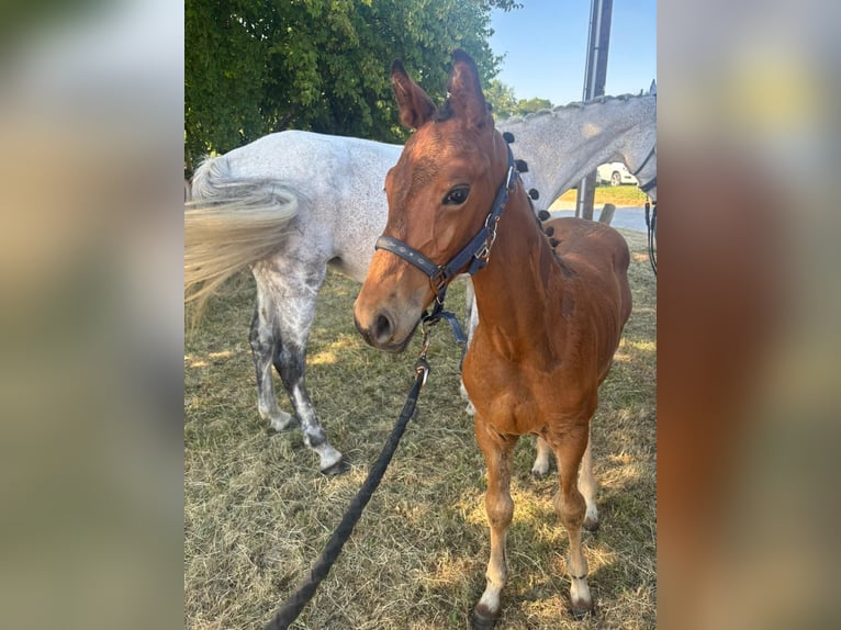 Caballo de deporte alemán Semental  125 cm Castaño in Erkenbrechtsweiler