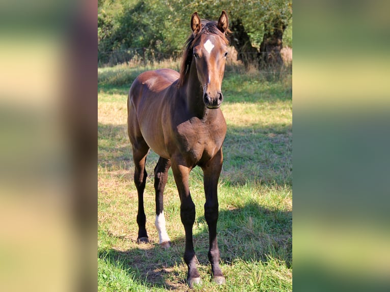 Caballo de deporte alemán Semental Potro (04/2024) 135 cm Castaño in Steinrode