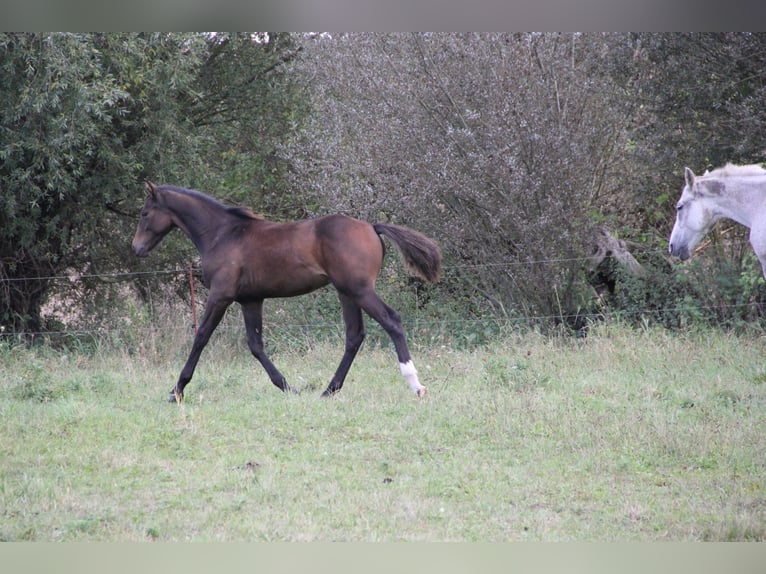 Caballo de deporte alemán Semental Potro (04/2024) 135 cm Castaño in Steinrode