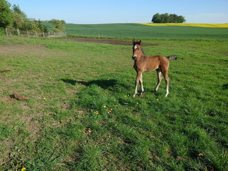 Caballo de deporte alemán Semental Potro (04/2024) 135 cm Castaño in Steinrode