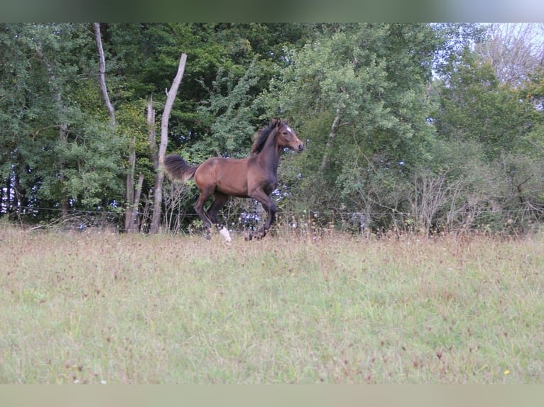 Caballo de deporte alemán Semental Potro (04/2024) 135 cm Castaño in Steinrode