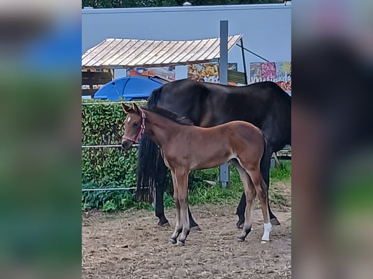 Caballo de deporte alemán Semental Potro (07/2026) 165 cm Castaño in Kröpelin
