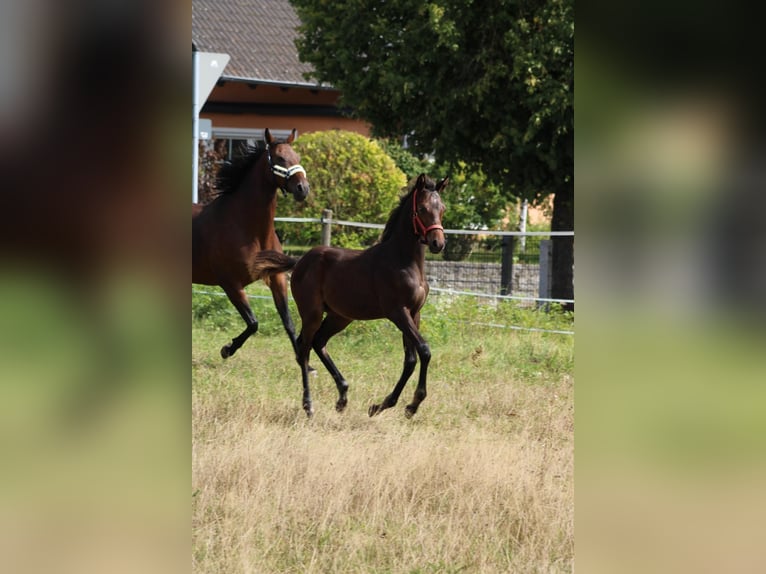 Caballo de deporte alemán Semental Potro (05/2024) 165 cm Castaño oscuro in Eckental