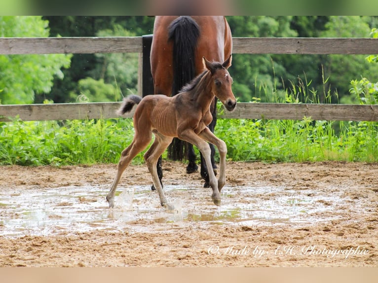 Caballo de deporte alemán Semental Potro (05/2024) 165 cm Castaño oscuro in Eckental