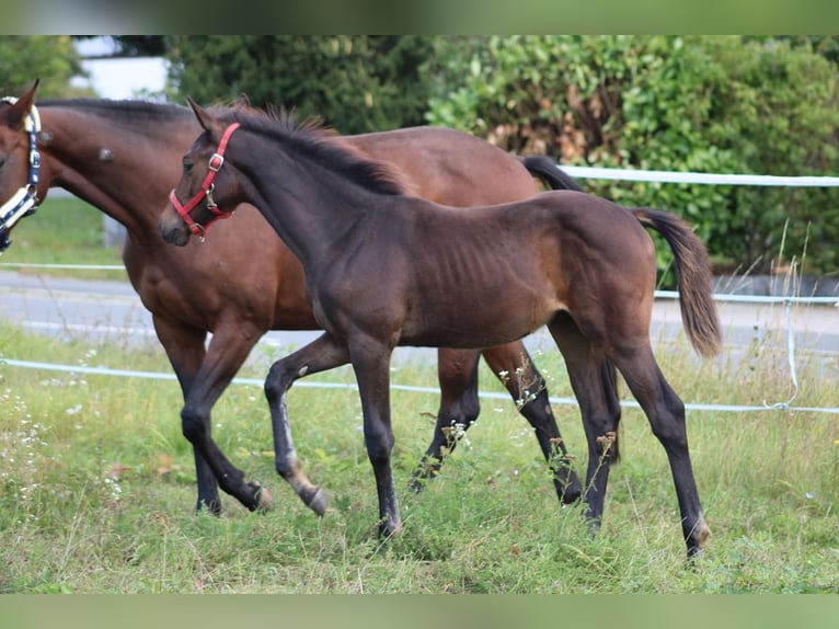 Caballo de deporte alemán Semental Potro (05/2024) 165 cm Castaño oscuro in Eckental