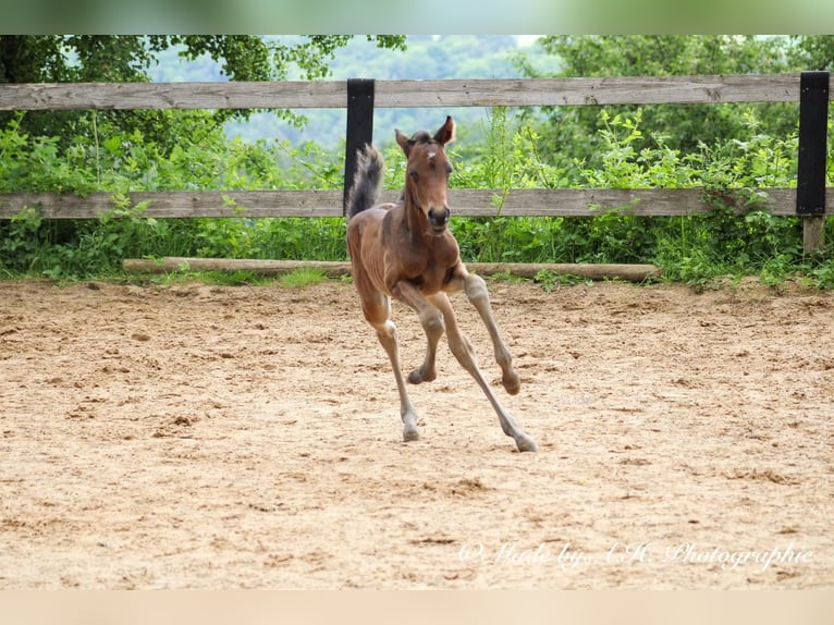 Caballo de deporte alemán Semental Potro (05/2024) 165 cm Castaño oscuro in Eckental