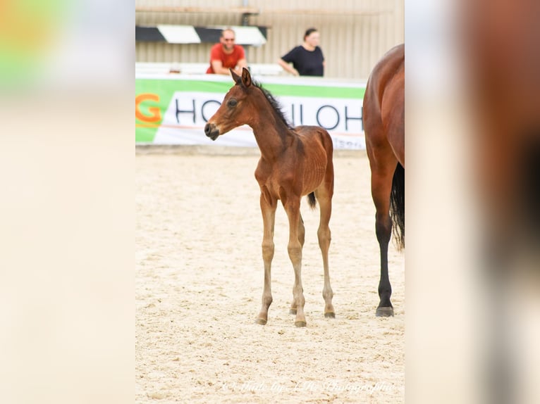 Caballo de deporte alemán Semental Potro (05/2024) 165 cm Castaño oscuro in Eckental