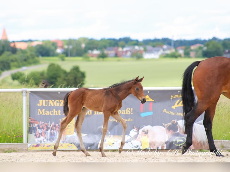 Caballo de deporte alemán Semental Potro (05/2024) 165 cm Castaño oscuro in Eckental