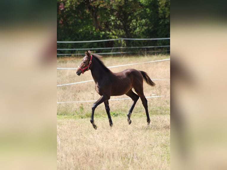 Caballo de deporte alemán Semental Potro (05/2024) 165 cm Castaño oscuro in Eckental