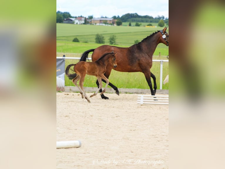 Caballo de deporte alemán Semental Potro (05/2024) 165 cm Castaño oscuro in Eckental