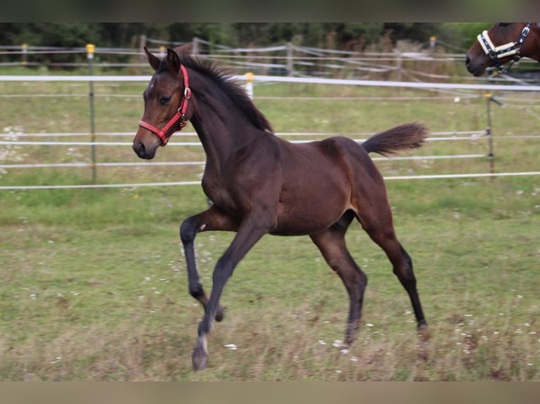 Caballo de deporte alemán Semental Potro (05/2024) 165 cm Castaño oscuro in Eckental