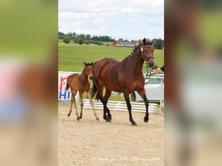 Caballo de deporte alemán Semental Potro (05/2024) 165 cm Castaño oscuro in Eckental