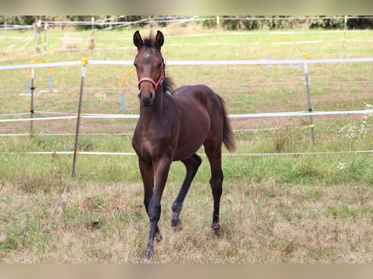 Caballo de deporte alemán Semental Potro (05/2024) 165 cm Castaño oscuro in Eckental