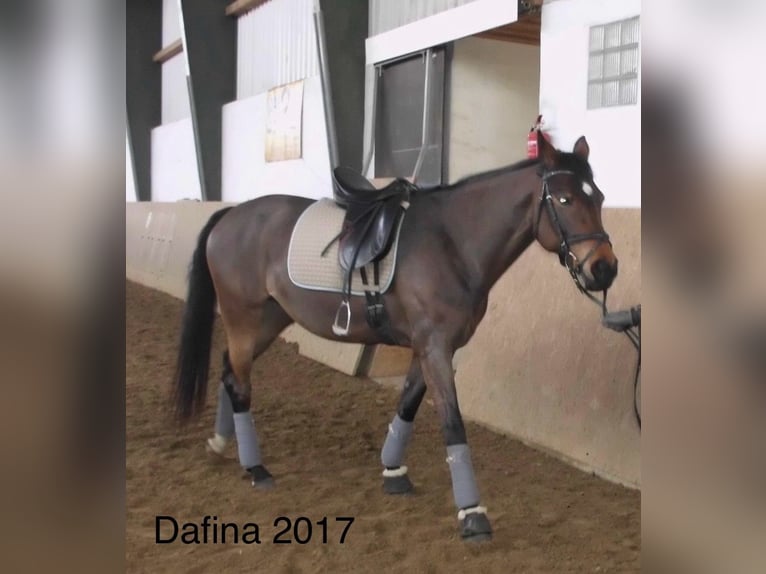 Caballo de deporte alemán Semental  165 cm Castaño oscuro in Wittenberge