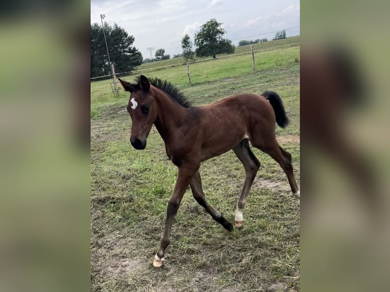 Caballo de deporte alemán Semental  165 cm Castaño oscuro in Wittenberge