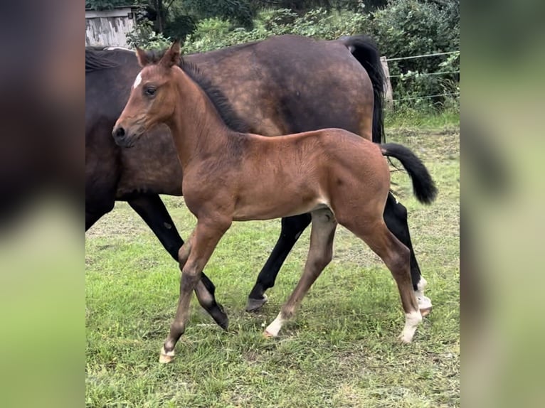 Caballo de deporte alemán Semental  165 cm Castaño oscuro in Wittenberge