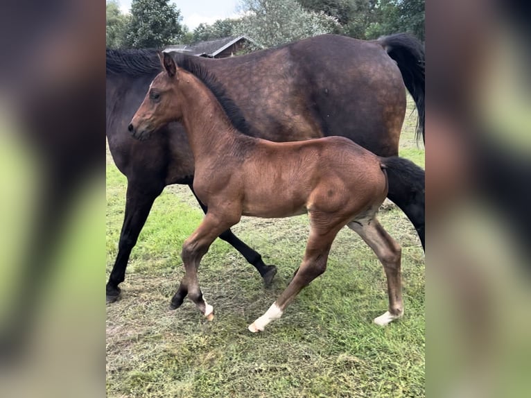 Caballo de deporte alemán Semental  165 cm Castaño oscuro in Wittenberge