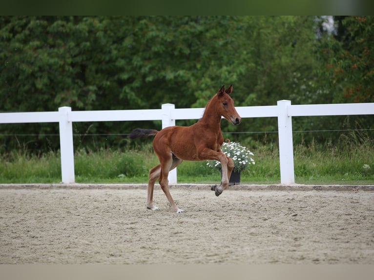 Caballo de deporte alemán Semental Potro (04/2026) 165 cm Castaño oscuro in Geroldsgrün