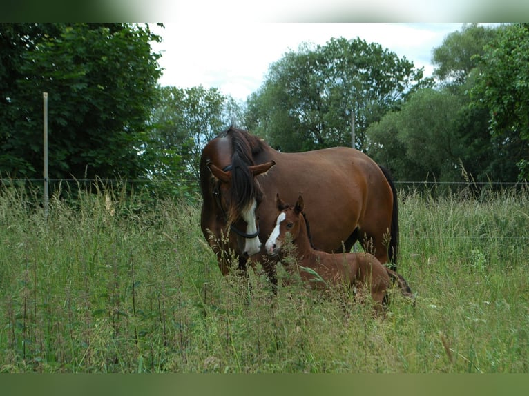 Caballo de deporte alemán Semental  166 cm Castaño in Altlandsberg