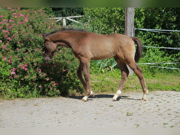 Caballo de deporte alemán Semental Potro (03/2026) 167 cm Negro in Neckargemünd