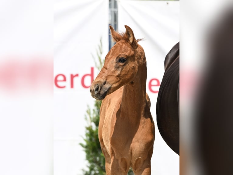 Caballo de deporte alemán Semental  168 cm Alazán in Ehingen an der Donau