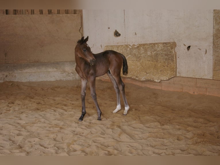Caballo de deporte alemán Semental Potro (04/2026) 168 cm Castaño in Waldstetten