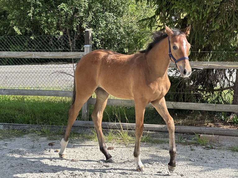 Caballo de deporte alemán Semental Potro (03/2024) 168 cm Castaño in Wünschendorf