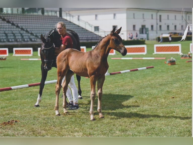 Caballo de deporte alemán Semental Potro (05/2025) 168 cm Castaño oscuro in Bad D&#xFC;ben
