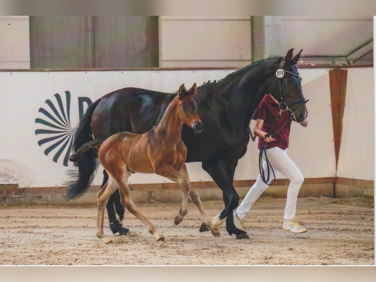 Caballo de deporte alemán Semental  168 cm Castaño oscuro in Bad D&#xFC;ben