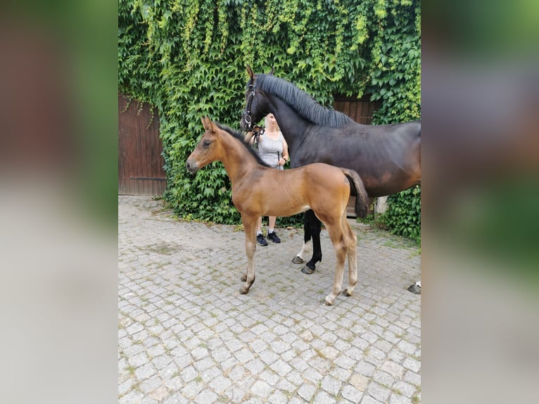 Caballo de deporte alemán Semental  168 cm Castaño oscuro in Bad D&#xFC;ben