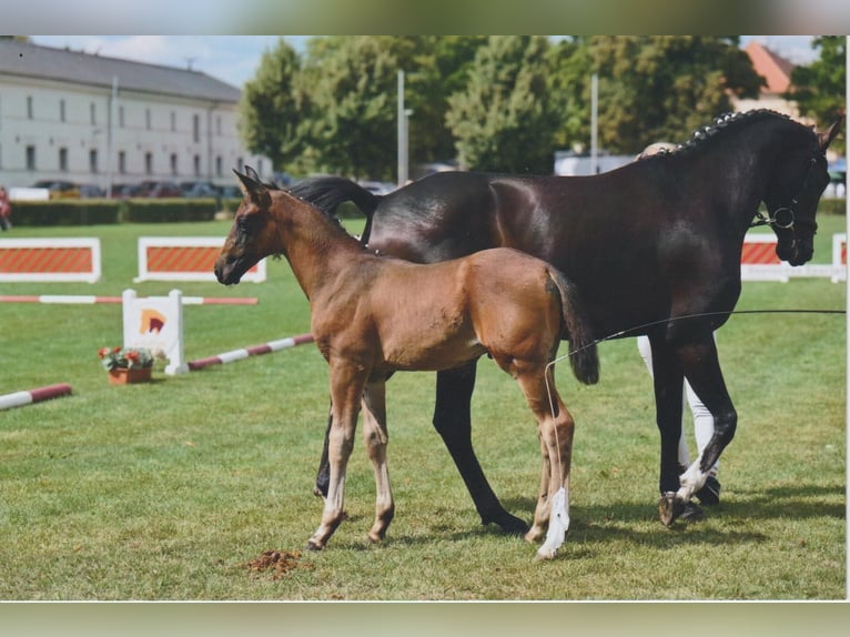 Caballo de deporte alemán Semental Potro (05/2025) 168 cm Castaño oscuro in Bad D&#xFC;ben