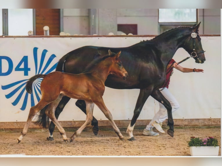 Caballo de deporte alemán Semental  168 cm Castaño oscuro in Bad D&#xFC;ben