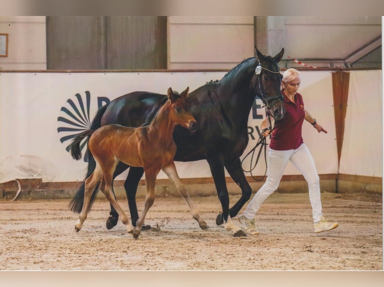Caballo de deporte alemán Semental  168 cm Castaño oscuro in Bad D&#xFC;ben