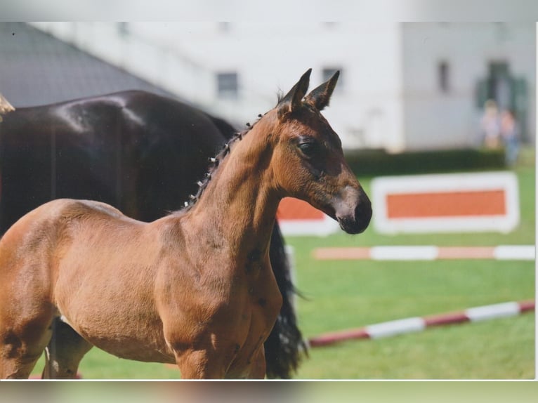 Caballo de deporte alemán Semental Potro (05/2025) 168 cm Castaño oscuro in Bad D&#xFC;ben