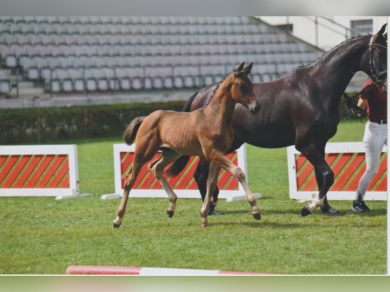 Caballo de deporte alemán Semental Potro (05/2025) 168 cm Castaño oscuro in Bad D&#xFC;ben